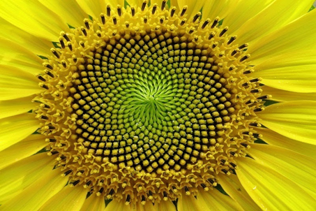 Sonnenblume